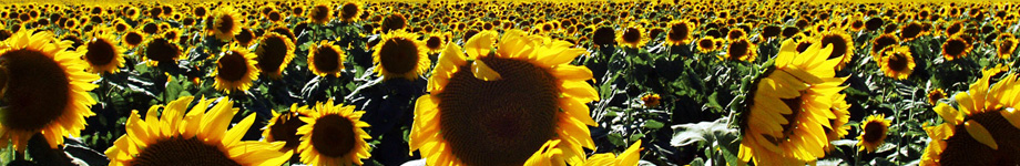 Ranee's Journey Rotating Header Image